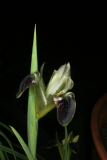 Iris tuberosa RCP3-2015  (29).JPG
